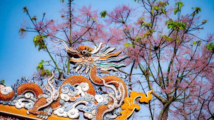 VƯƠNG GIẢ CHI HOA NỞ HỒNG CẢ ĐẠI NỘI HUẾ 2026