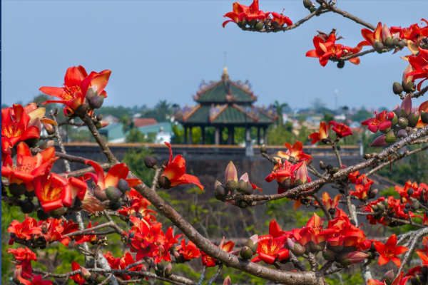 Hoa gạo tháng 3... Kỳ 1: Hoa Gạo Kinh thành Huế