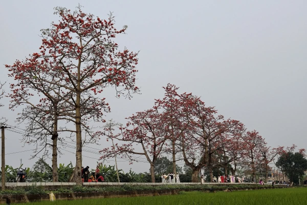 Hoa gạo tháng 3... Kỳ 2: Hoa Gạo Hà Nội