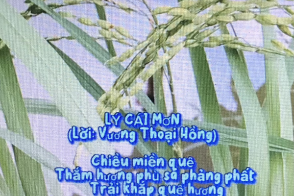 Cây lúa quê hương - Lý Cái Mơn (Lời: Vương Thoại Hồng)